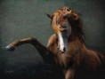 /album/galerie-photos/cheval-dresse-jpg/